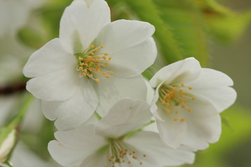 オオシマザクラ (東京国立博物館)