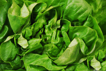 fresh green salad