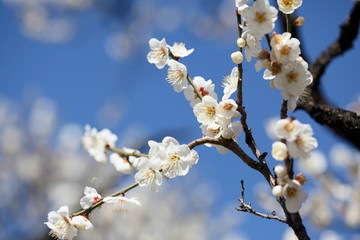 白梅 (東京・湯島天神)