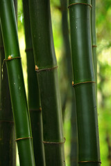 Obraz premium bamboo