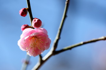 紅梅 (東京・湯島天神)