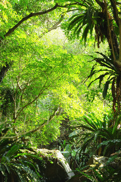 Fototapeta forest