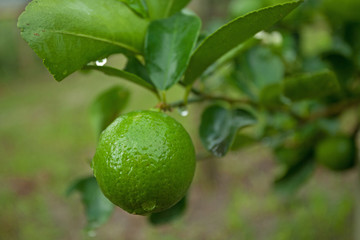 Lemons on tree