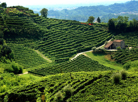 paesaggio collinare con vigne di prosecco