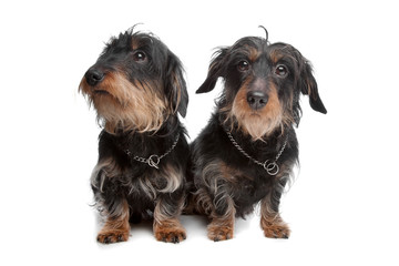 two wire haired dachshund dogs