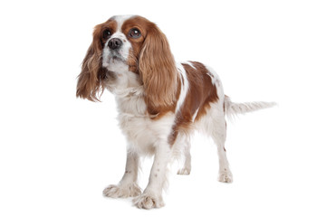 cavalier king charles spaniel