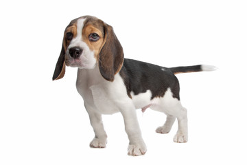 beagle puppy