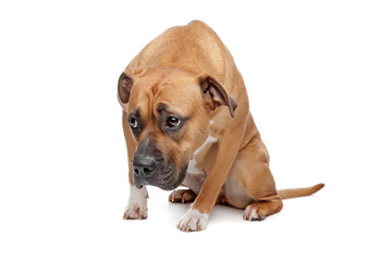 American Staffordshire Terrier