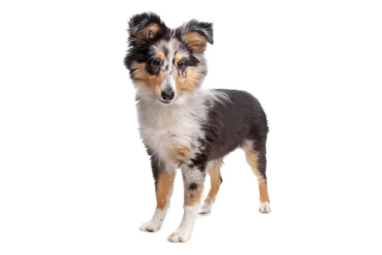 Shelty Or Shetland Sheepdog Puppy