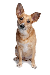 mixed breed, dingo