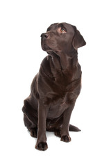 Obraz premium chocolate Labrador Retriever
