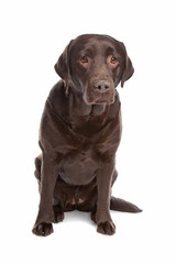 chocolate Labrador Retriever