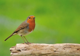 Petirrojo, Erithacus rubecula.