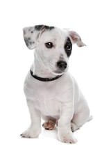 jack russel terrier pup