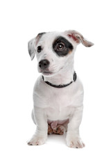 jack russel terrier pup