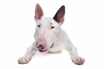 Naklejka premium Bull Terrier