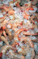 Shrimp