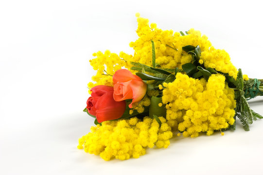 mimose per Mony