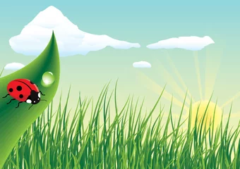 Raamstickers Lieveheersbeestje zittend op het gras © astragal