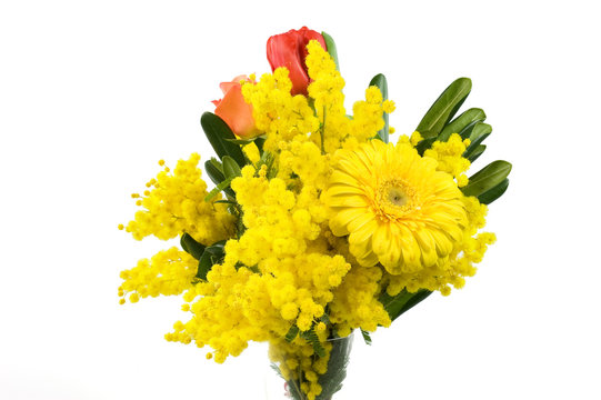 mimose di Vera
