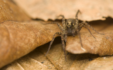 Pardosa