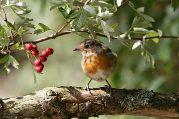 Robin