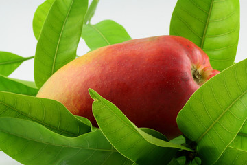 mangue mûre sur lit de feuilles de manguier