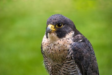 Peregrine falcon ('Falco peregrinus')