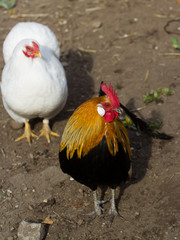 cock color hen