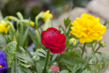 rote Ranunkel auf der Terrasse