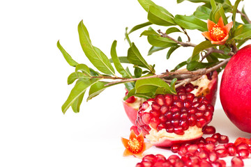 pomegranate