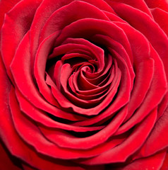 Fototapeta na wymiar Dark red rose
