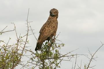 circaetus cinereus 5