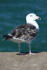 Obraz premium goeland en bord de mer bretagne