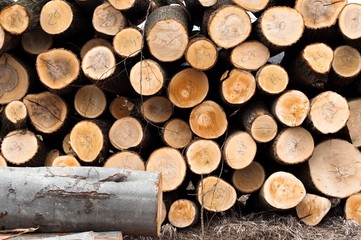 Fresh logs of wood piled up