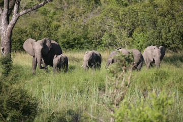 Fototapeta premium éléphants 59