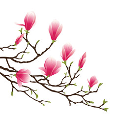magnolia blossom © Marina Gorskaya