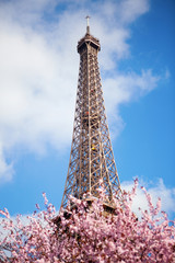 Spring in Paris. Blossoming cherry tree and Eiffel tower