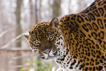 Jaguar (Panthera onca)