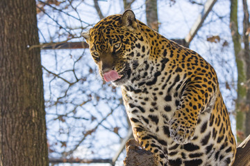 Jaguar (Panthera onca)