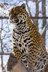 Jaguar (Panthera onca)