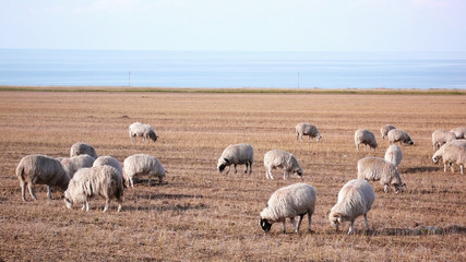 Obraz premium Sheep on grassland