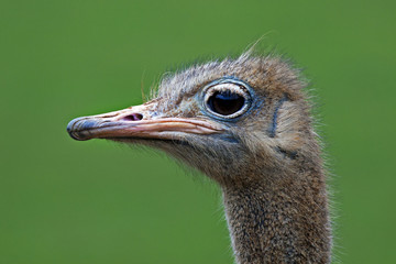 Avestruz