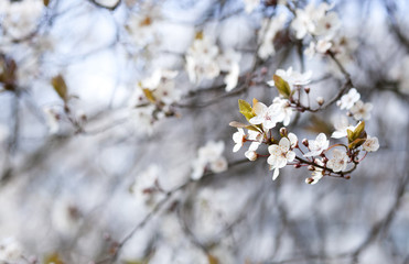 Blossoming cherry tree