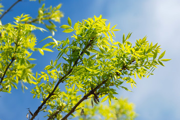 FOLLAJE AISLADO DE UN FRESNO, FRAXINUS ANGUSTIFOLIA
