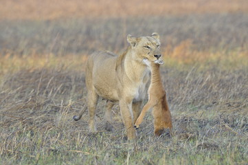 Lioness with prey.