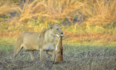 Lioness with prey.