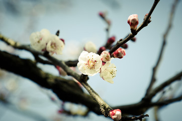 Apricot branch and flowers