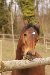 Obraz premium cheval mordant du bois-7