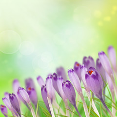 Crocus flowers on bokeh background